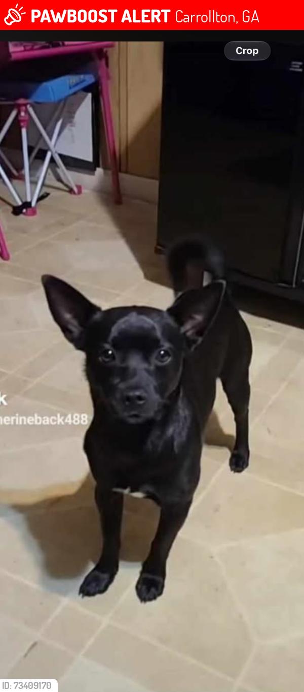 Lost Male Dog last seen Live stock sale barn, Carrollton, GA 30116
