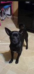 Lost Male Dog last seen Live stock sale barn, Carrollton, GA 30116
