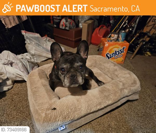 Found/Stray Male Dog last seen 44th st 12th Ave, Sacramento, CA 95817