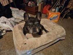 Found/Stray Male Dog last seen 44th st 12th Ave, Sacramento, CA 95817