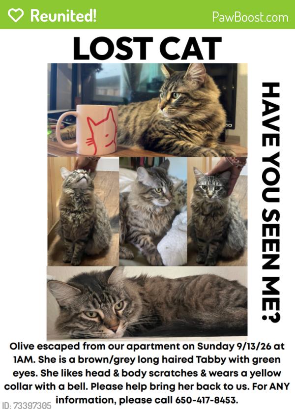Reunited Female Cat last seen Villa st, California st & Renstorff park, Mountain View, CA 94040