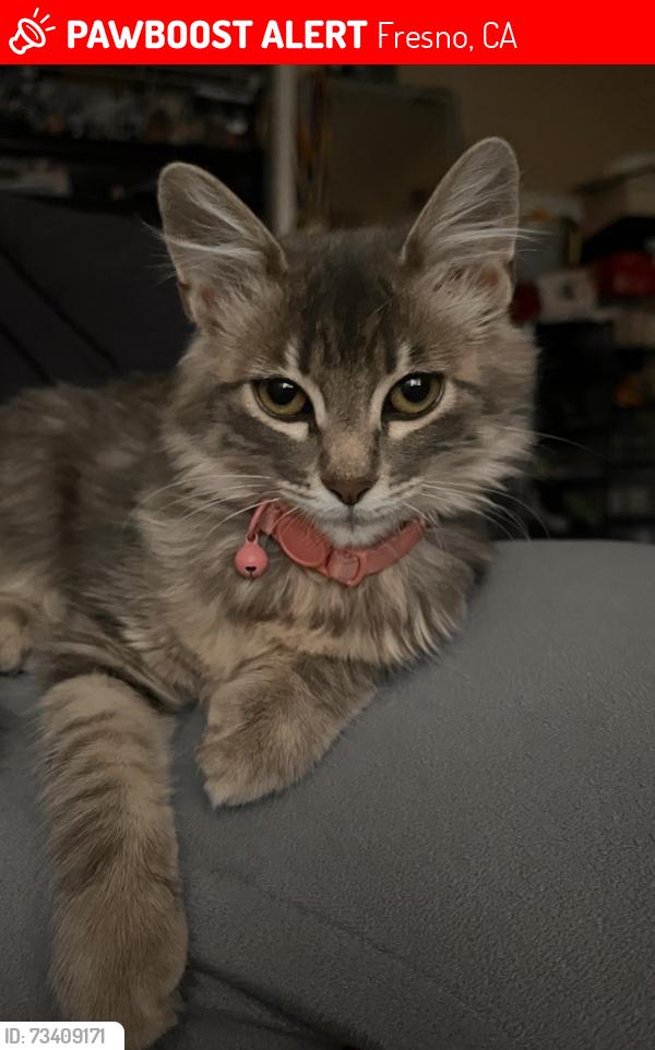 Lost Female Cat last seen Clinton and Brawley, Fresno, CA 93722