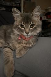 Lost Female Cat last seen Clinton and Brawley, Fresno, CA 93722
