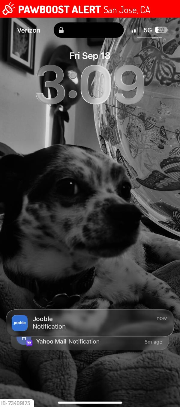 Lost Male Dog last seen Everglade, San Jose, CA 95122