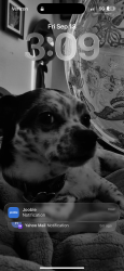 Lost Male Dog last seen Everglade, San Jose, CA 95122