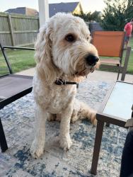 Lost Male Dog last seen Hyde Park, Cave Springs, AR 72718