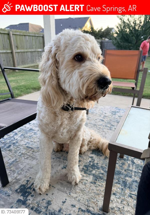 Lost Male Dog last seen Hyde Park, Cave Springs, AR 72718