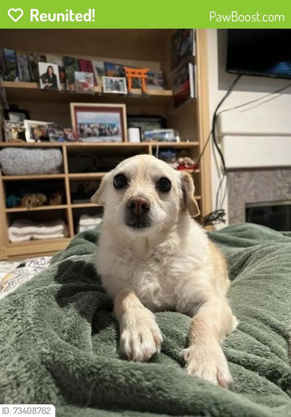 Reunited Female Dog last seen Sunset Avenue (between Amar Road and Francisquito Avenue) in West Covina, West Covina, CA 91790