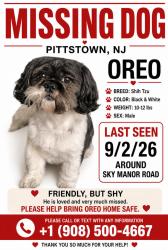 Lost Male Dog last seen Pittstown Road, Franklin Township, NJ 08867