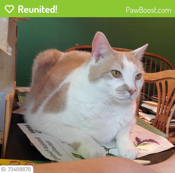 Reunited Male Cat last seen Buck Run Drive and Rt 23, Saint Peters, PA 19465
