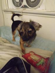 Reunited Female Dog last seen Near Specht Ave, Bell Gardens, CA 90201, USA, Bell Gardens, CA 90201