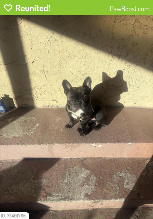 Reunited Male Dog last seen Sheldon Arleta Park, Los Angeles, CA 91352