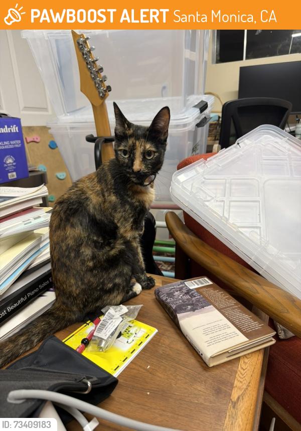 Found/Stray Female Cat last seen Pearl and Euclid, Santa Monica, CA 90405