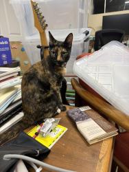 Found/Stray Female Cat last seen Pearl and Euclid, Santa Monica, CA 90405
