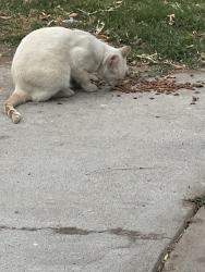 Found/Stray Unknown Cat last seen 46th St and Orange St., San Diego, CA 92105