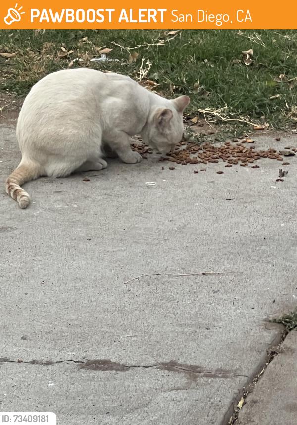 Found/Stray Unknown Cat last seen 46th St and Orange St., San Diego, CA 92105
