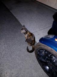 Found/Stray Female Cat last seen Forest park hercules, Rodeo, CA 94547
