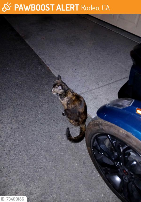 Found/Stray Female Cat last seen Forest park hercules, Rodeo, CA 94547