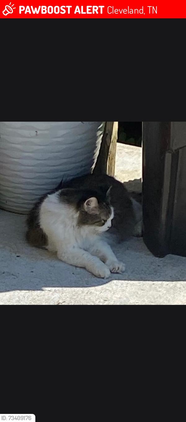 Lost Female Cat last seen Georgia Bell circle, and Alberta Peach st se, Cleveland, TN 37323