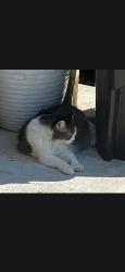 Lost Female Cat last seen Georgia Bell circle, and Alberta Peach st se, Cleveland, TN 37323