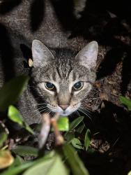 Found/Stray Unknown Cat last seen Harbor and McFadden, near Walmart, Santa Ana, CA 92701