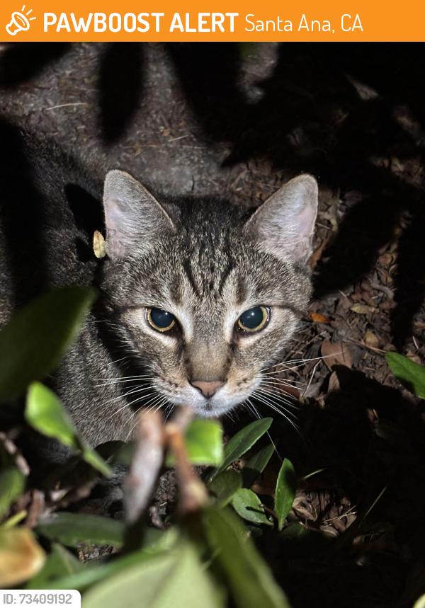 Found/Stray Unknown Cat last seen Harbor and McFadden, near Walmart, Santa Ana, CA 92701