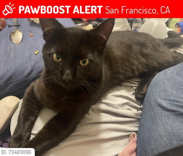Lost Male Cat last seen Phelps Ave, San Francisco, CA 94124