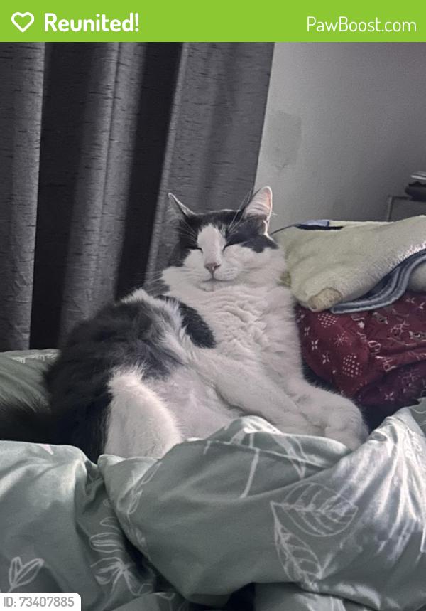 Reunited Male Cat last seen Stockton Blvd, Sacramento, CA 95823