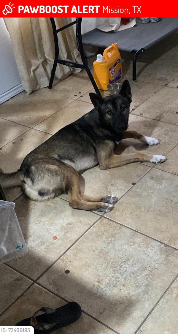 Lost Male Dog last seen Trosper Rd & 495, Mission, TX 78574