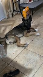 Lost Male Dog last seen Trosper Rd & 495, Mission, TX 78574