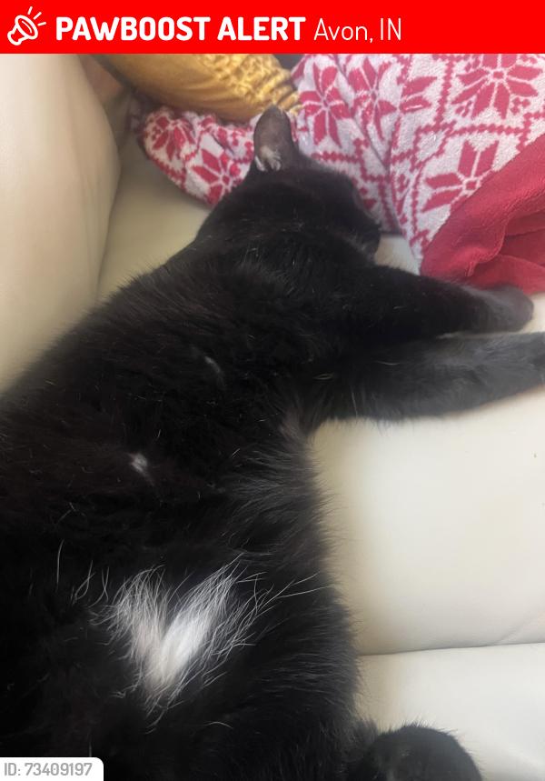 Lost Male Cat last seen Spring Beauty Drive and Purple Cress Drive, Avon, IN 46123