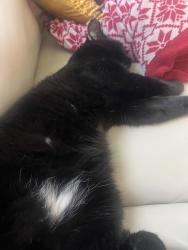 Lost Male Cat last seen Spring Beauty Drive and Purple Cress Drive, Avon, IN 46123