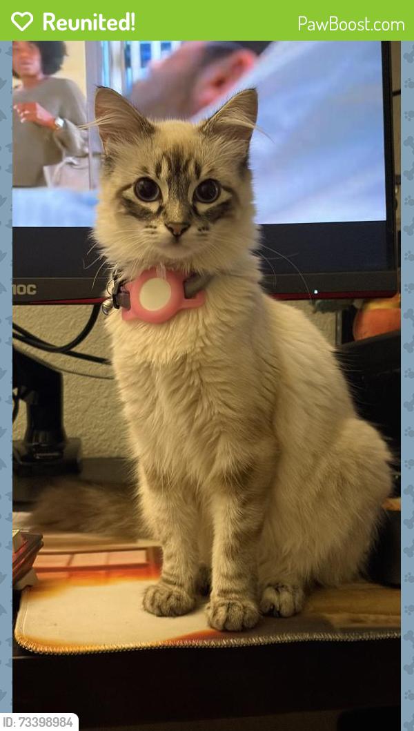 Reunited Female Cat last seen Cherry Street, Newark, CA 94560