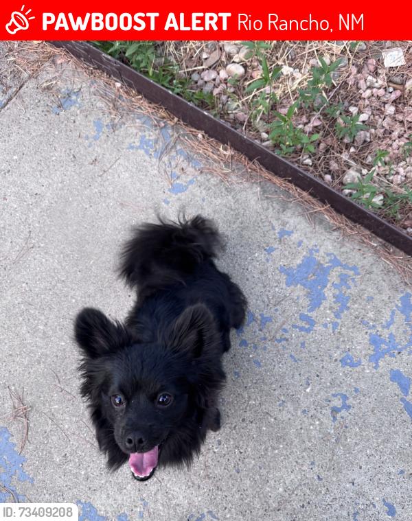 Lost Female Dog last seen Meadowlark, Rio Rancho, NM 87124