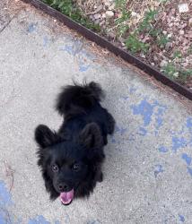 Lost Female Dog last seen Meadowlark, Rio Rancho, NM 87124