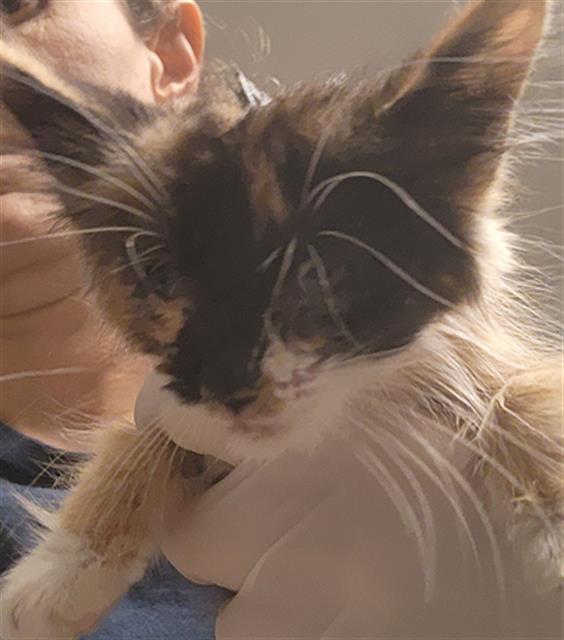 Shelter Stray Female Cat last seen Near BLOCK 4TH AVE, ARVIN CA 93203, 3951 Fruitvale Ave, Bakersfield, CA 93308, USA
