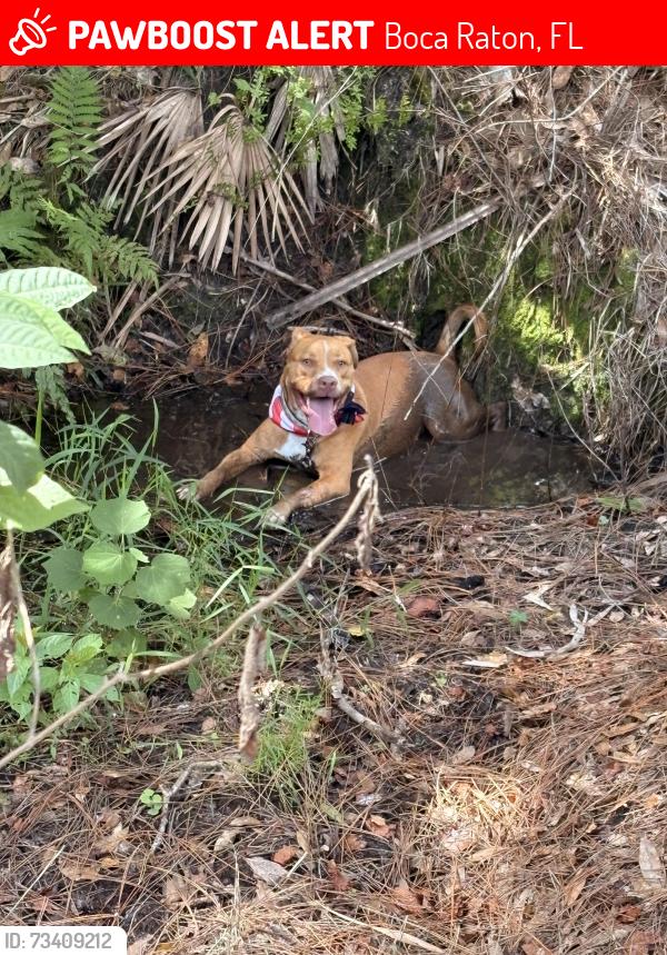 Lost Male Dog last seen 45th federal hwy, Boca Raton, FL 33431