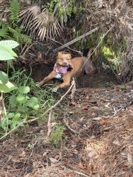 Lost Male Dog last seen 45th federal hwy, Boca Raton, FL 33431