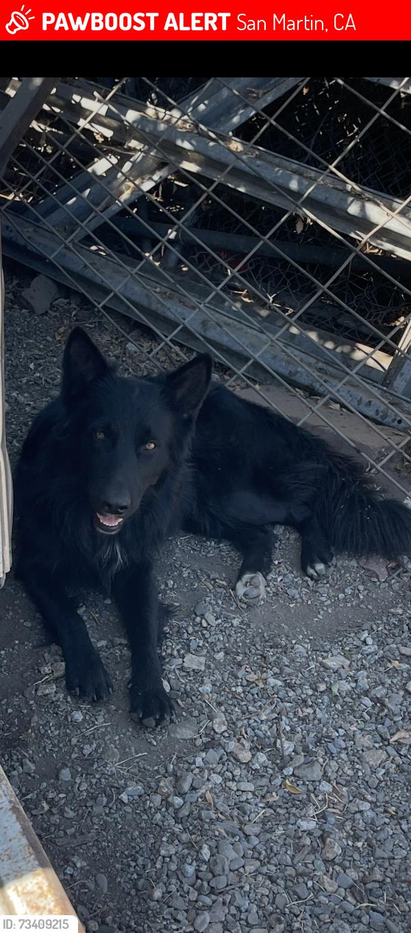 Lost Male Dog last seen San Martin Ave, E.Middle Ave, sycamore ave, San Martin, CA 95046