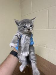 Shelter Stray Female Cat last seen FREEPORT BLVD & WELLER WAY, 2127 Front St, Sacramento, CA 95818, USA