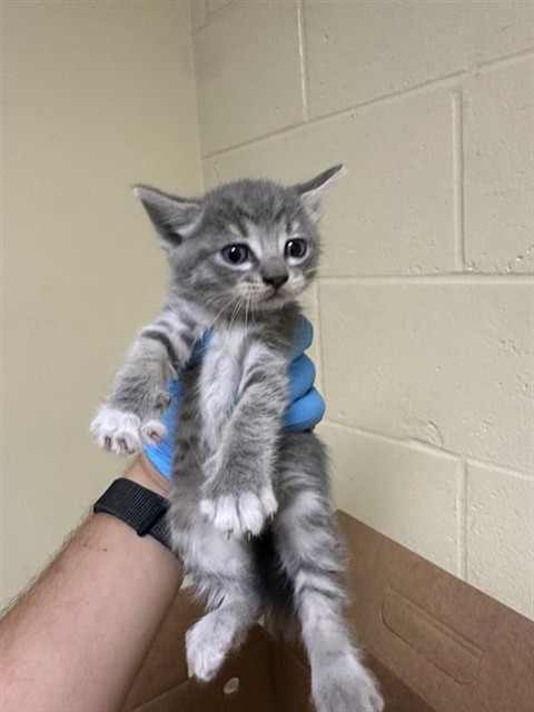 Shelter Stray Female Cat last seen FREEPORT BLVD & WELLER WAY, 2127 Front St, Sacramento, CA 95818, USA