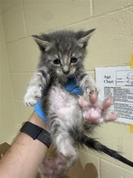 Shelter Stray Female Cat last seen FREEPORT BLVD & WELLER WAY, 2127 Front St, Sacramento, CA 95818, USA