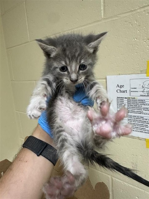 Shelter Stray Female Cat last seen FREEPORT BLVD & WELLER WAY, 2127 Front St, Sacramento, CA 95818, USA