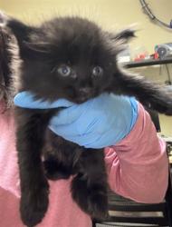 Shelter Stray Male Cat last seen ARCADE BLVD & COLFAX ST, 2127 Front St, Sacramento, CA 95818, USA
