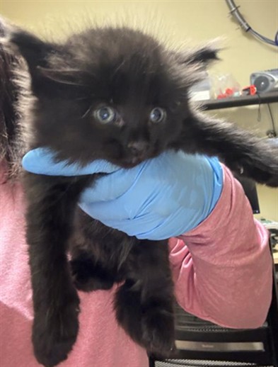 Shelter Stray Male Cat last seen ARCADE BLVD & COLFAX ST, 2127 Front St, Sacramento, CA 95818, USA
