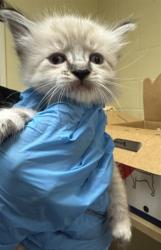 Shelter Stray Male Cat last seen ARCADE BLVD & COLFAX ST, 2127 Front St, Sacramento, CA 95818, USA