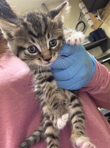 Shelter Stray Male Cat last seen ARCADE BLVD & COLFAX ST, 2127 Front St, Sacramento, CA 95818, USA