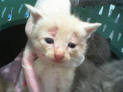 Shelter Stray Male Cat last seen HUNTERSVILLE, 8315 Byrum Dr, Charlotte, NC 28217, USA