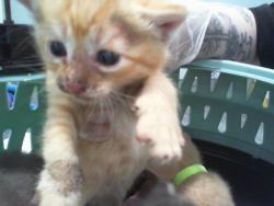 Shelter Stray Male Cat last seen HUNTERSVILLE, 8315 Byrum Dr, Charlotte, NC 28217, USA