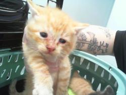 Shelter Stray Male Cat last seen HUNTERSVILLE, 8315 Byrum Dr, Charlotte, NC 28217, USA